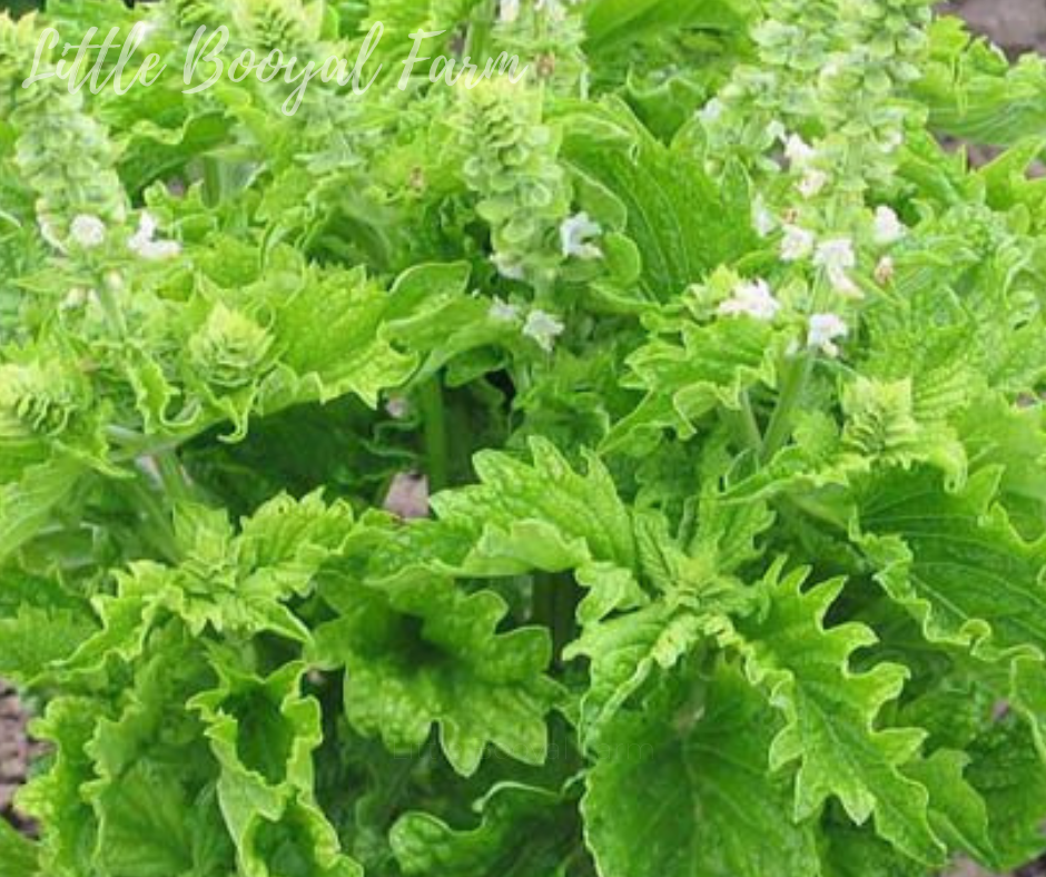 BASIL Green Ruffles Seeds