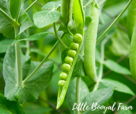 5 Tips for Maximising Your Pea Yield