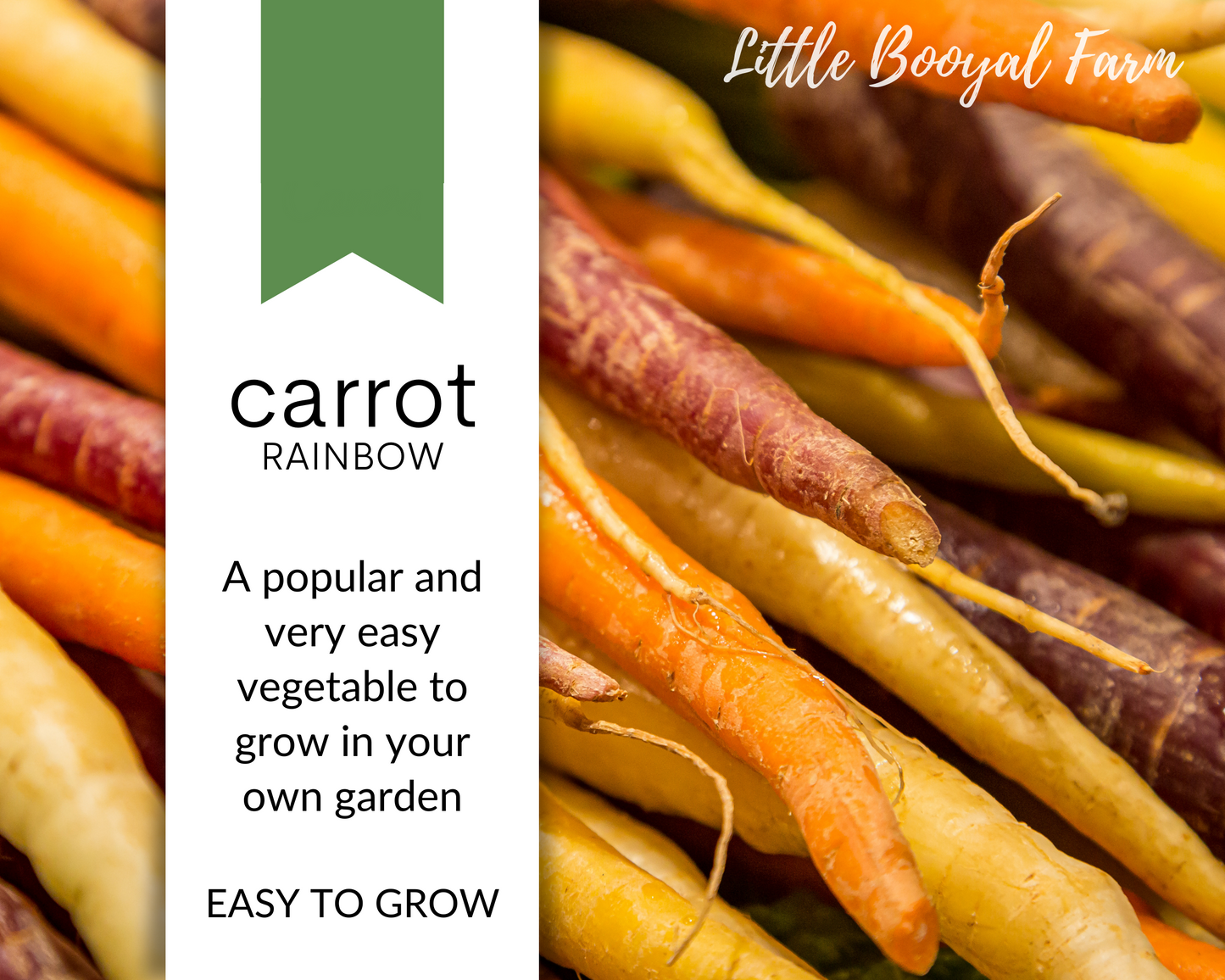 CARROT Rainbow Seeds