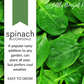 SPINACH Bloomsdale Seeds