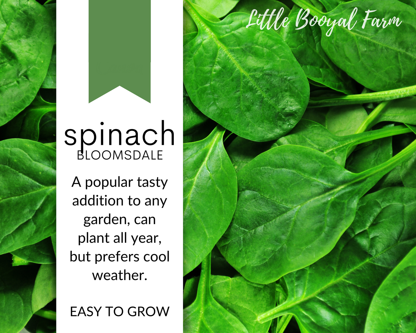 SPINACH Bloomsdale Seeds