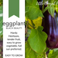 EGGPLANT Black Beauty Seeds