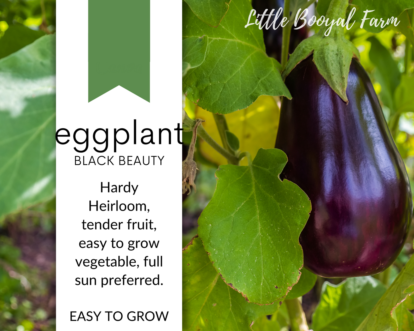 EGGPLANT Black Beauty Seeds