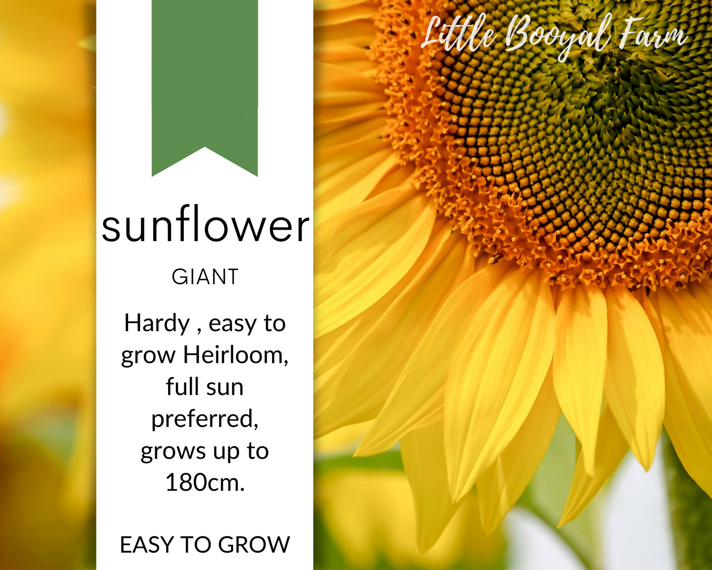 SUNFLOWER Giant Seeds