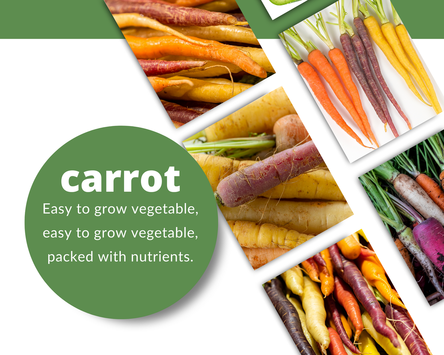 CARROT Rainbow Seeds