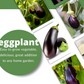 EGGPLANT Black Beauty Seeds