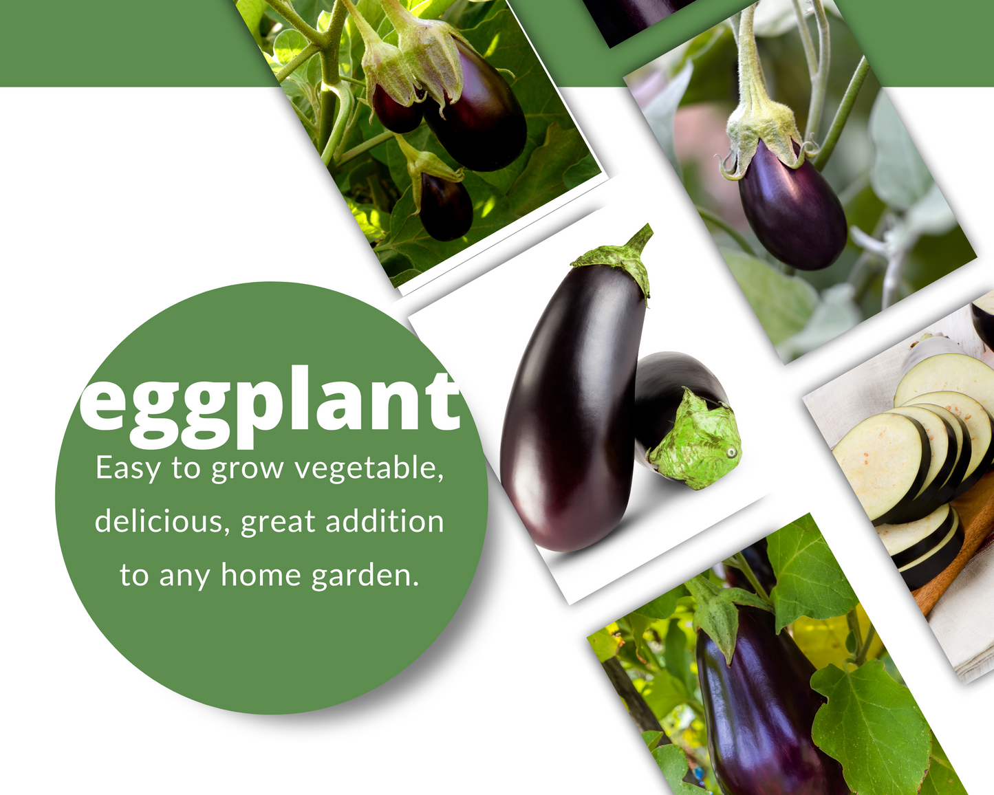 EGGPLANT Black Beauty Seeds