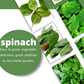 SPINACH Bloomsdale Seeds