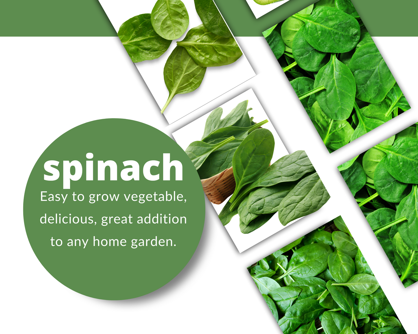 SPINACH Bloomsdale Seeds