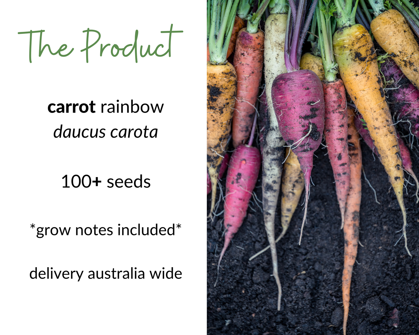 CARROT Rainbow Seeds