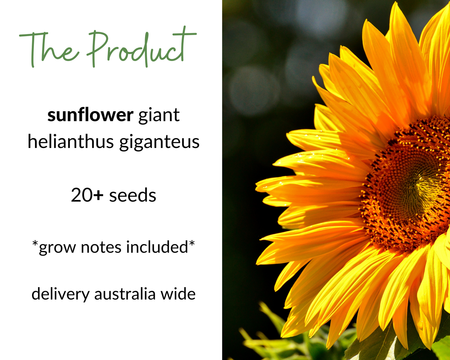 SUNFLOWER Giant Seeds