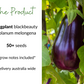 EGGPLANT Black Beauty Seeds