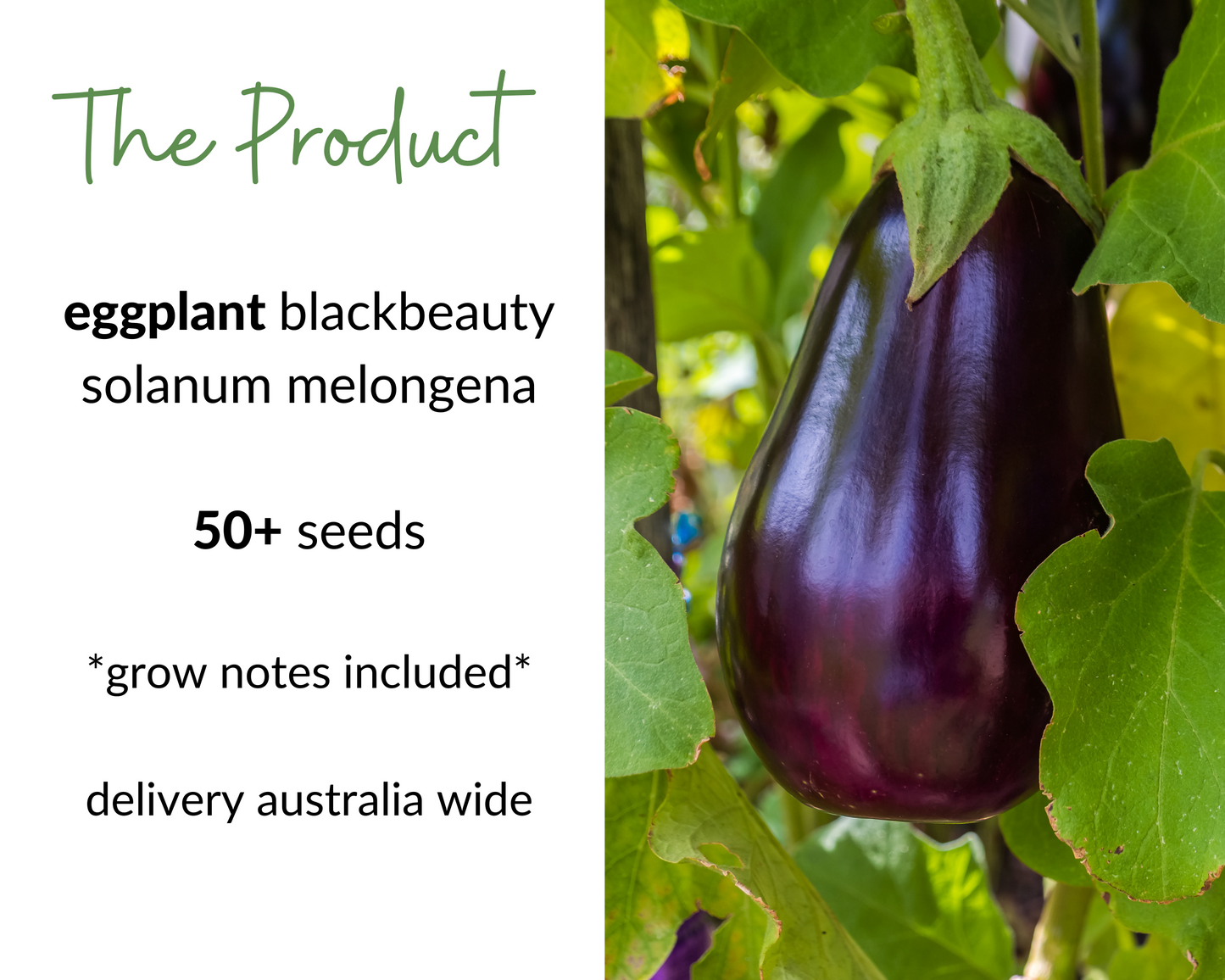 EGGPLANT Black Beauty Seeds