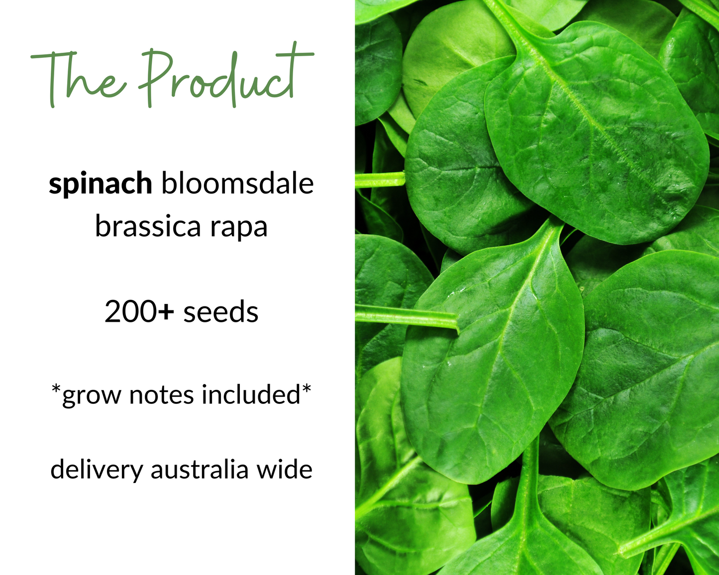 SPINACH Bloomsdale Seeds