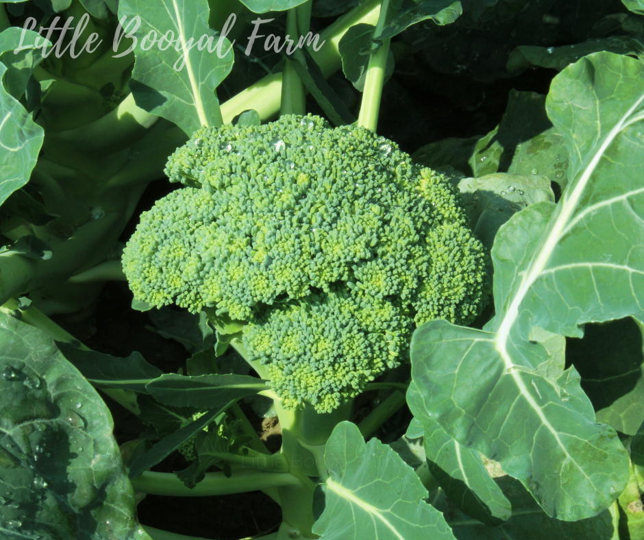 BROCCOLI Di Ciccio Seeds