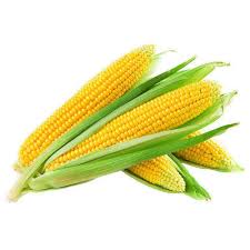 CORN - Legacy