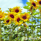 SUNFLOWER Giant Seeds