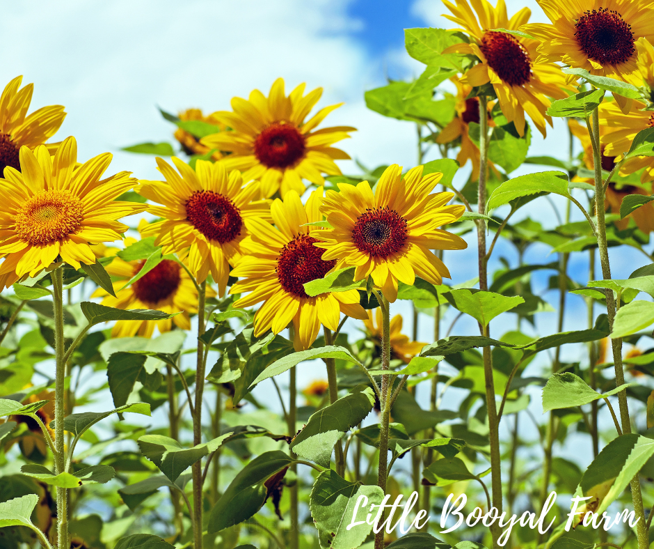 SUNFLOWER Giant Seeds