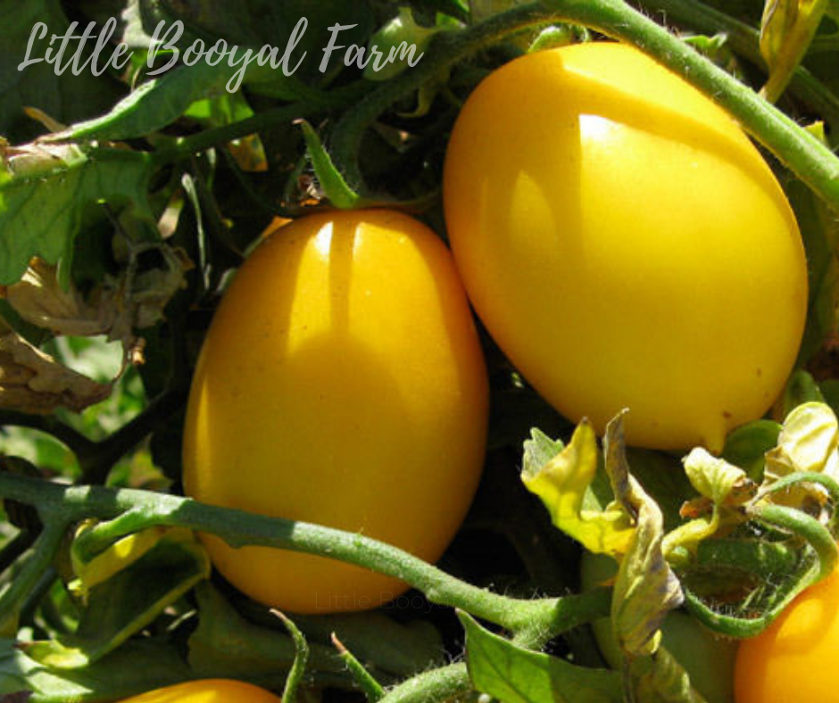 TOMATO Golden Roma