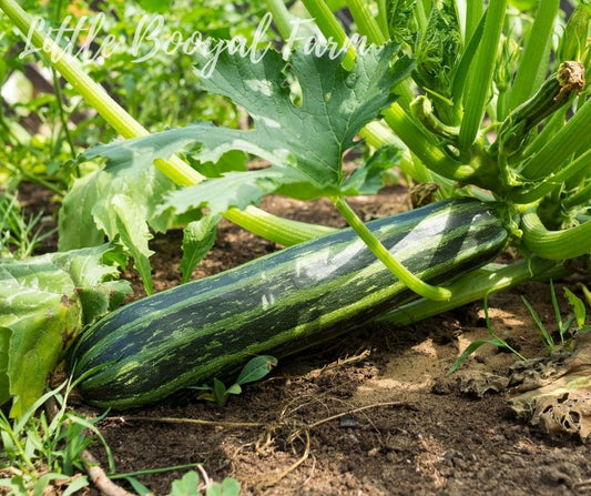 ZUCCHINI Cocozelle Seeds