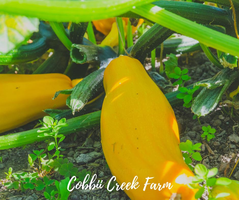 ZUCCHINI Golden