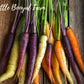 CARROT Rainbow Seeds