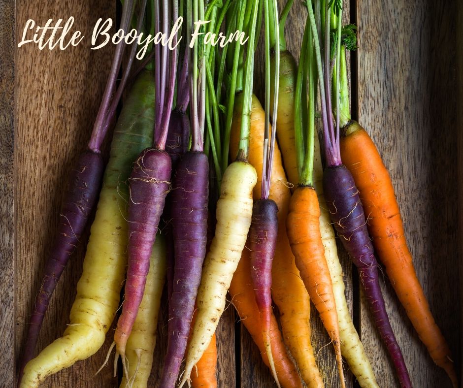 CARROT Rainbow Seeds