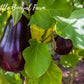 EGGPLANT Black Beauty Seeds