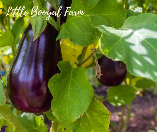 EGGPLANT Black Beauty Seeds