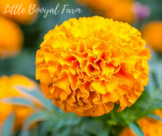 Little Booyal Farm | Marigold Crackerjack Seeds