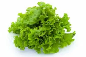 LETTUCE - Salad Bowl Green