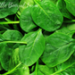 SPINACH Bloomsdale Seeds