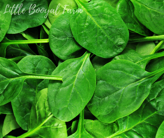SPINACH Bloomsdale Seeds