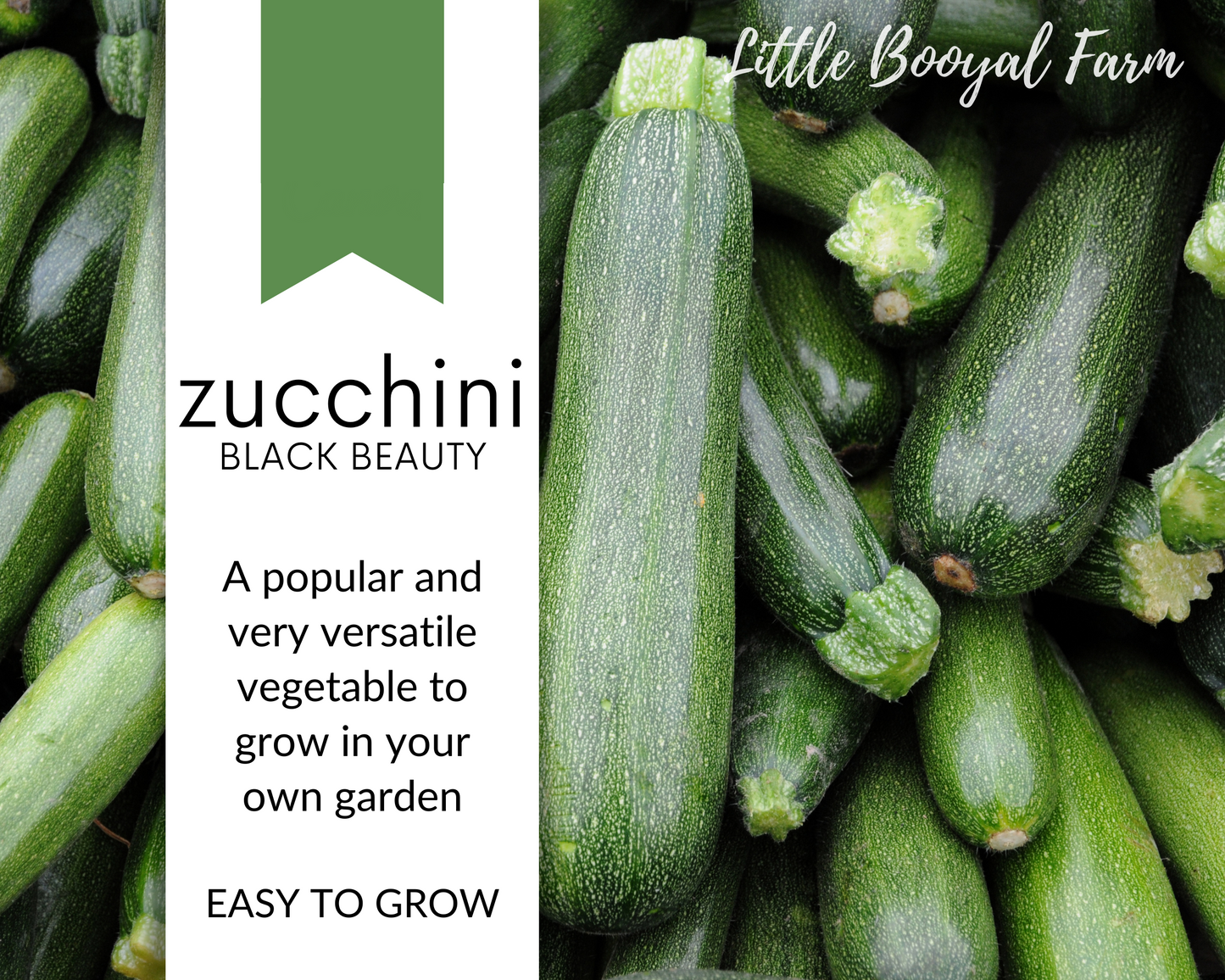 ZUCCHINI Black Beauty Seeds