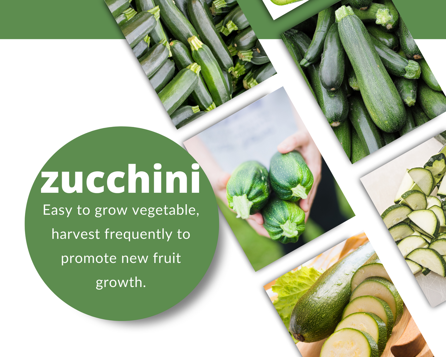 ZUCCHINI Black Beauty Seeds