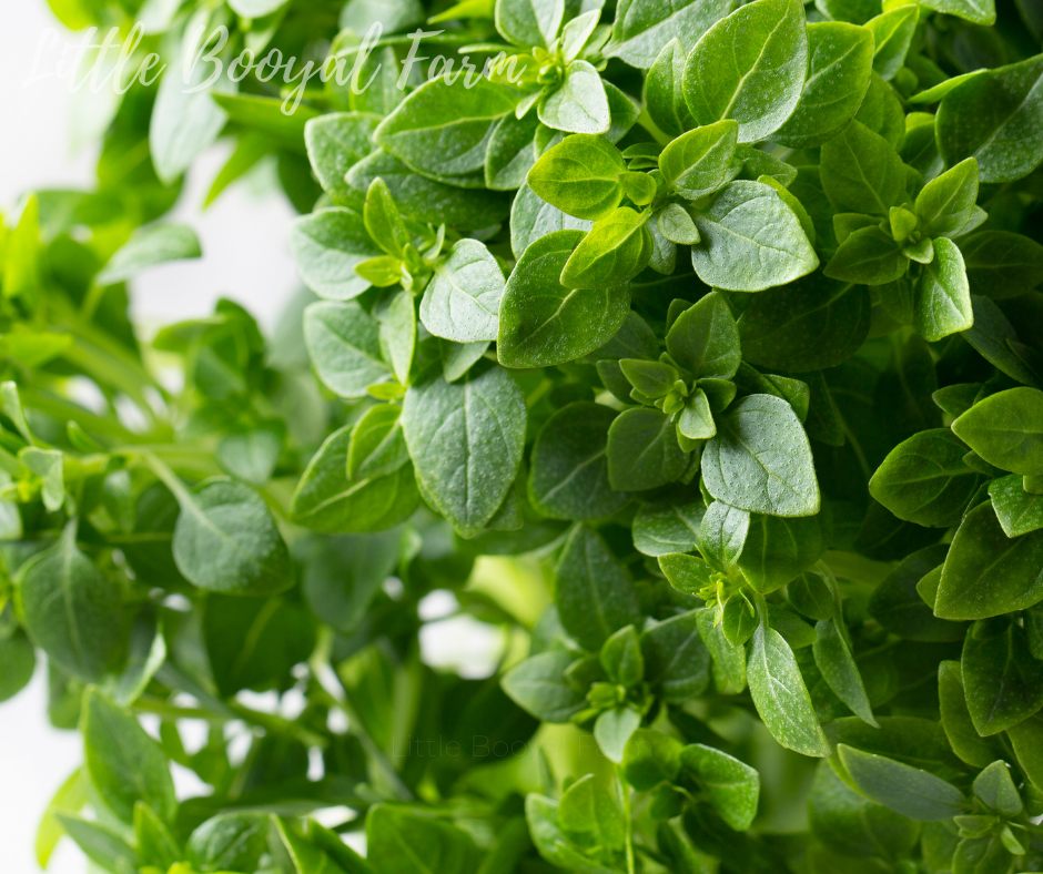 BASIL Mini Spicy Glove Seeds