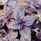BASIL Red Italian Seeds