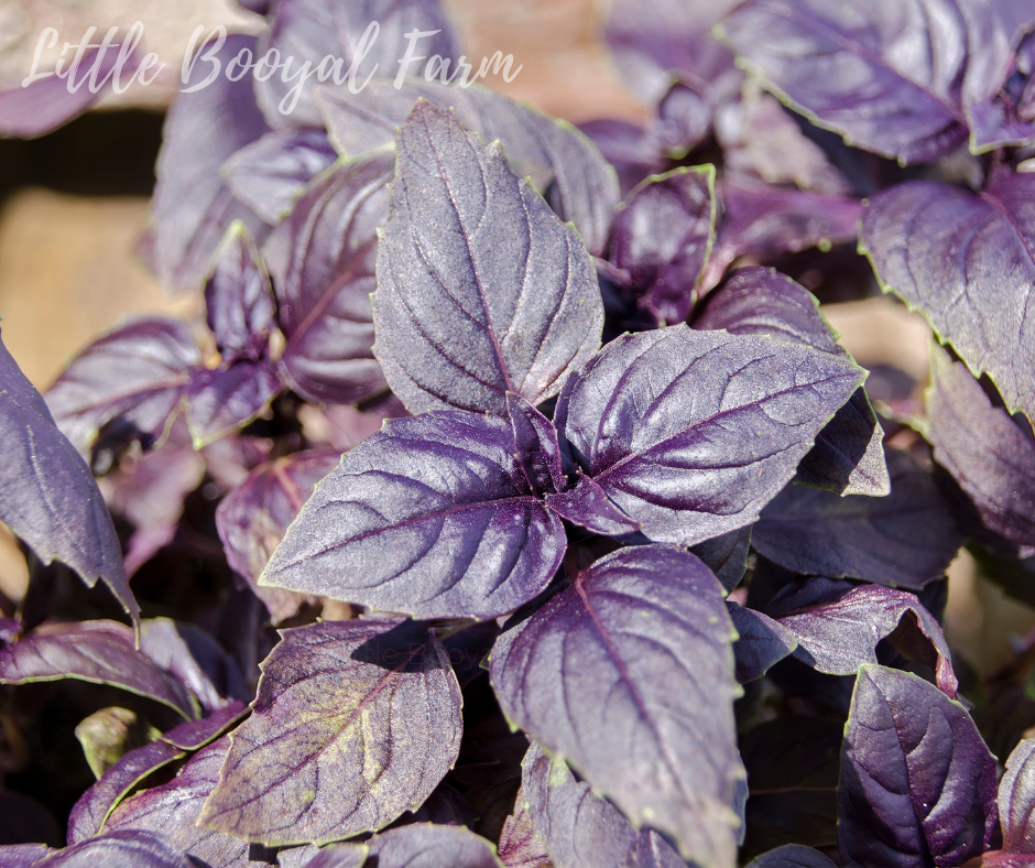 BASIL Red Italian Seeds