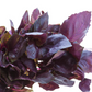 BASIL Red Italian Seeds
