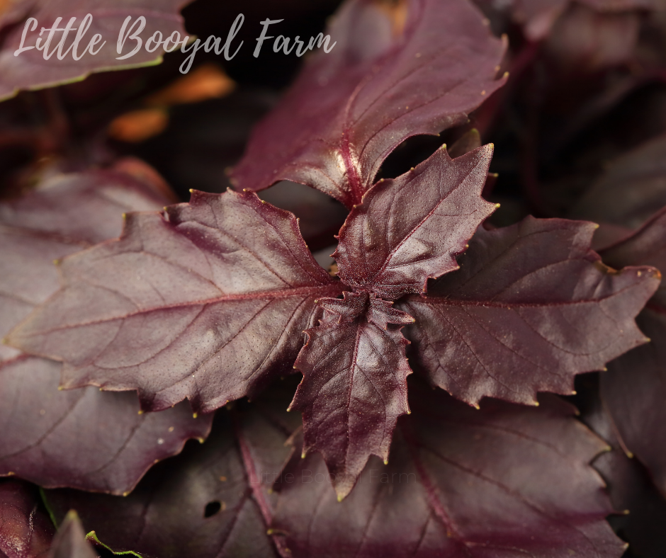 BASIL Red Rubin Seeds