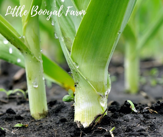 LEEK Bulgarian Giant Seeds