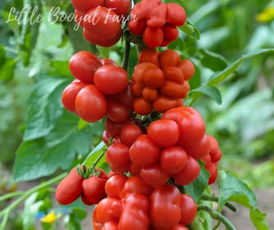 TOMATO Reistomate Seeds