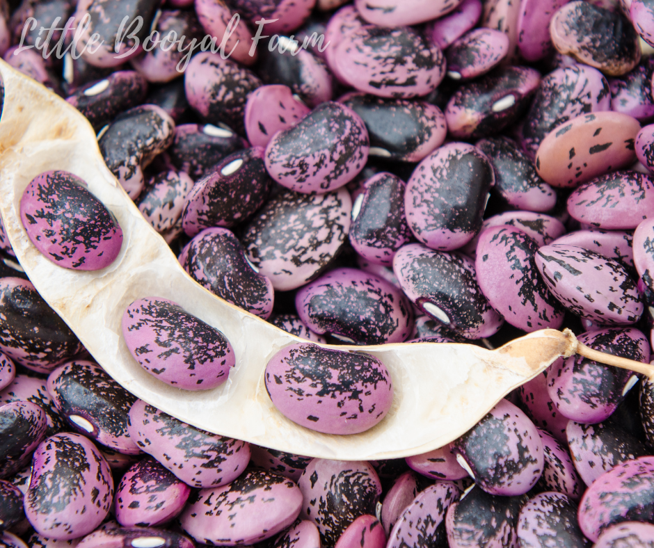 BEAN Scarlet Emperor Seeds