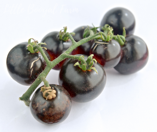 TOMATO Black Cherry Seeds