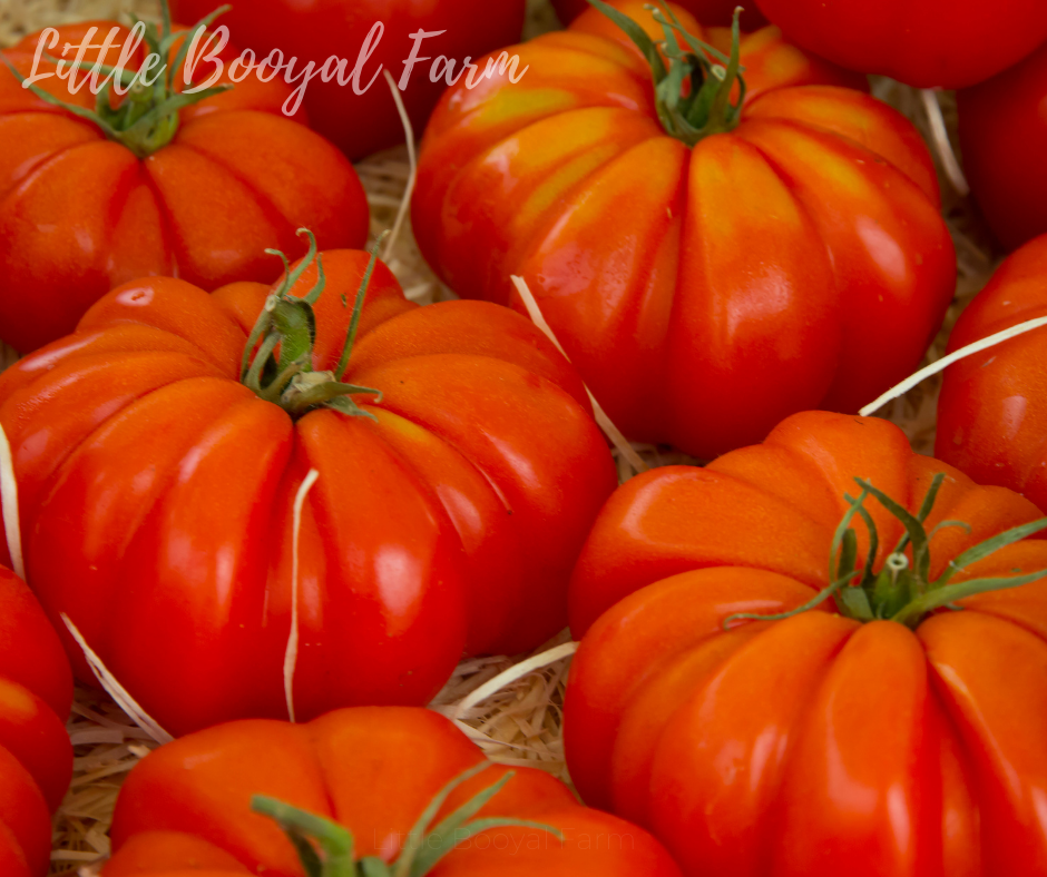 TOMATO Beefsteak Seeds