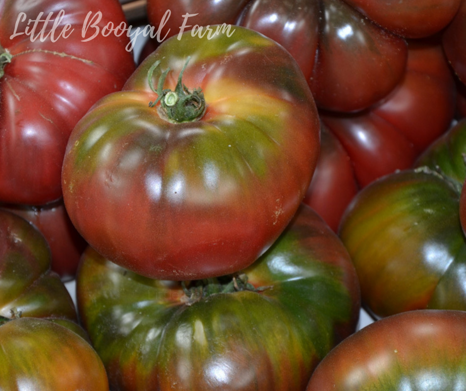 TOMATO Black Krim Seeds