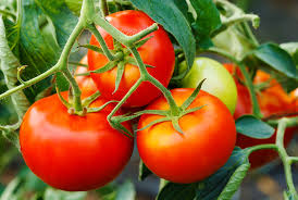 TOMATO Florida Basket Seeds