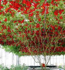 TOMATO Giant Tree Seeds