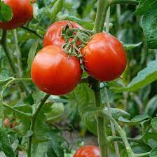 TOMATO Swift Seeds