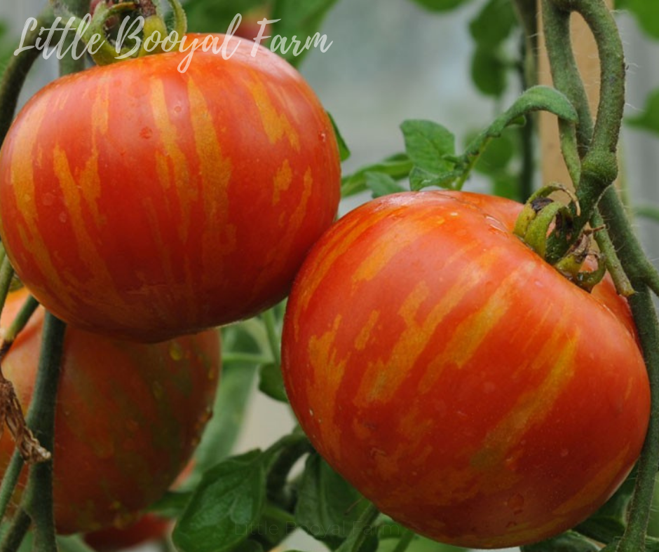 TOMATO Tigerella Seeds